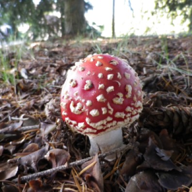 Temptatious Deadly Mushroom in Burgundy // La tentation mortelle du champignon en Bourgogne, France