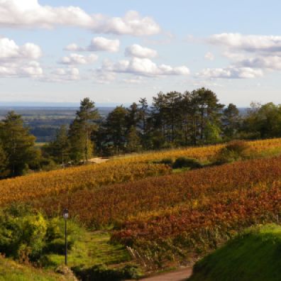 Volnay, Burgundy grapevines during Autumn // Vignes à Volnay, Bourgogne pendant l'automne