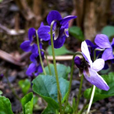 Edible Viola at GreenHouse Epinac garden // Violette comestible au jrdin de GreenHouse Epinac