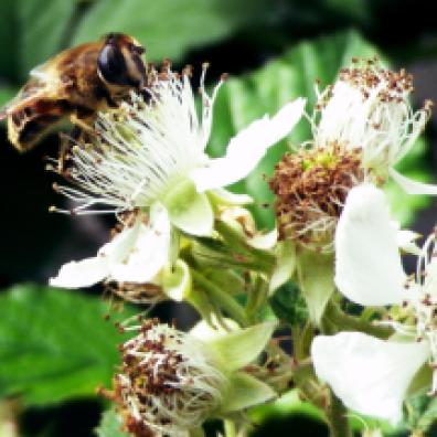 Honey bee at GreenHouse Epinac garden // Abeille à miel au jardin de GreenHouse Epinac