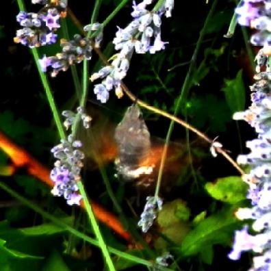 Hummingbird hawk-moth at GreenHouse Epinac garden // Colibris papillon au jardin de GreenHouse Epinac
