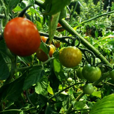 Tomatos growing in the GreenHouse Epinac Food Forest garden // Tomates qui pousse dans la foret comestible de GreenHouse Epinac