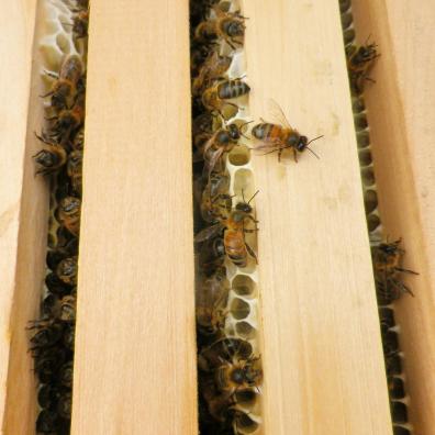 Beekeeping up close // Ruche d'abeille de près