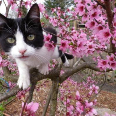 Curious cat in Spring // Chat curieux au Printemps