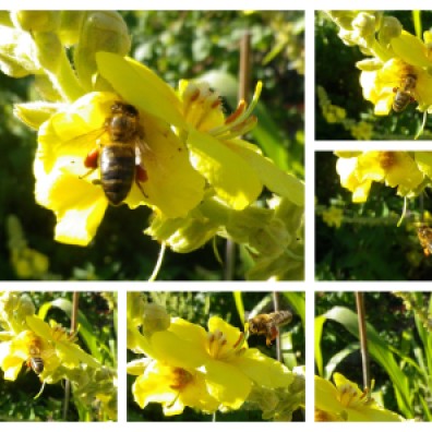A busy bee in flight at GreenHouse Epinac garden // Abeille occupée et en plein vol au jardin de GreenHouse Epinac