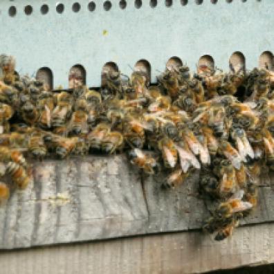 Honey bees // Abeilles mellifères GreenHouse Epinac